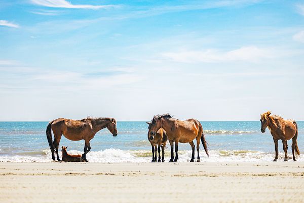 Outer Banks Wild Horses: How to See Them and What to Know